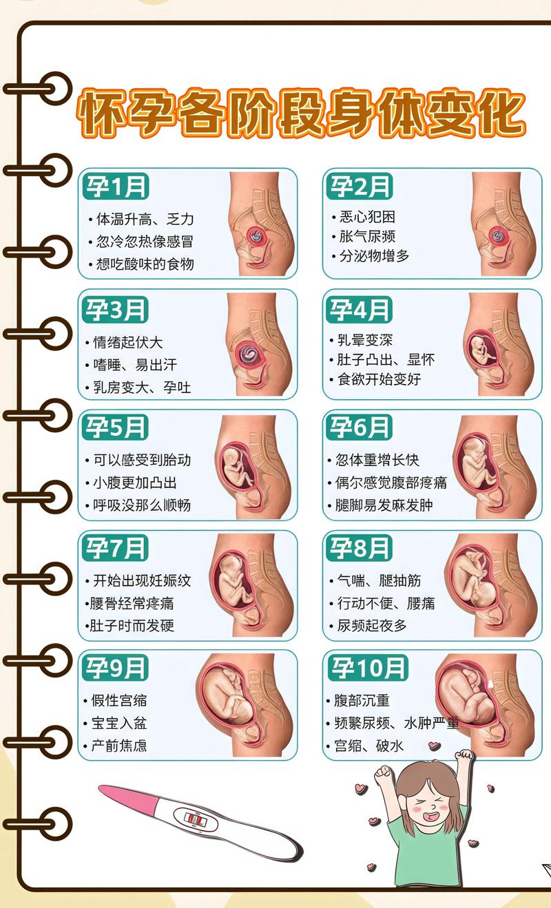 揭秘供卵代孕妈妈怀孕小腹分两节,孕期变化的奥秘淮北代生机构: